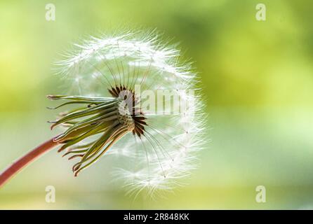 Nahaufnahme des flauschigen Kopfes der Löwenzahnblume vor grünem Hintergrund. Stockfoto
