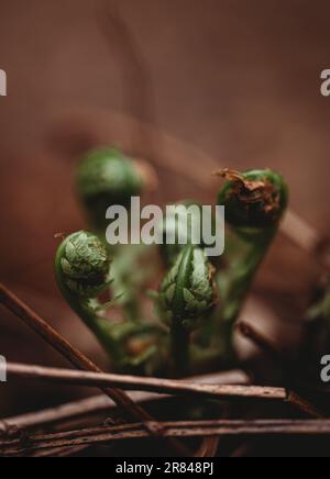 Nahaufnahme von grünen Fiddlehead-Farnen, die im Frühling wachsen. Stockfoto