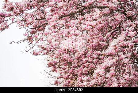 Wunderschöne Untertasse Magnolienbaum in voller Blüte an einem Frühlingstag. Stockfoto