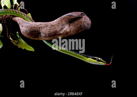Nahaufnahme einer bemalten Bronzebackschlange Stockfoto
