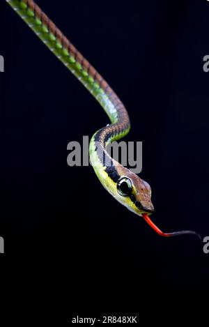 Nahaufnahme einer bemalten Bronzebackschlange Stockfoto