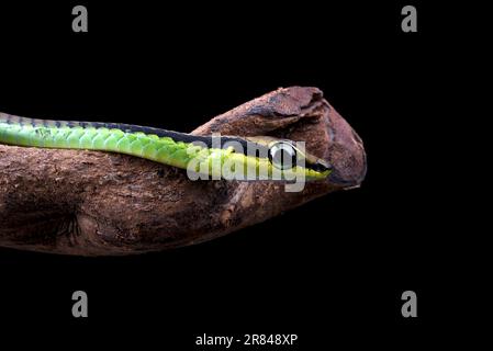 Nahaufnahme einer bemalten Bronzebackschlange Stockfoto