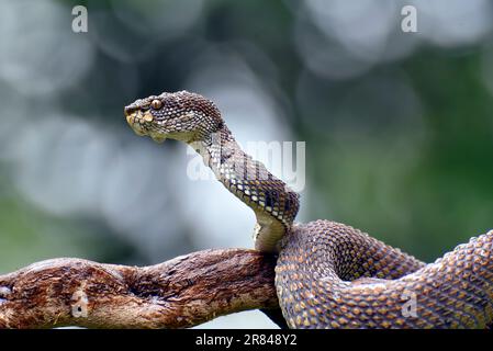 Mangrovengrubenviper ( Trimeresurus purpureomaculatus ) auf einem Ast Stockfoto