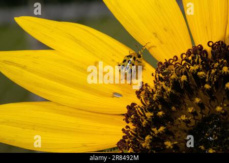 Gelber Gurkenkäfer auf Sonnenblume Stockfoto