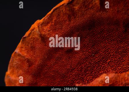 Nahaufnahme eines zimtfarbenen Polyporenpilzes Stockfoto