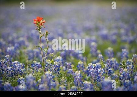 Indischer Pinsel auf einem Feld mit blauen flecken Stockfoto