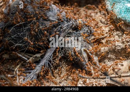 Weberameisen (Oecophylla smaragdina) entsorgen den Tierkörper eines Vogels in tropischer Natur. Stockfoto