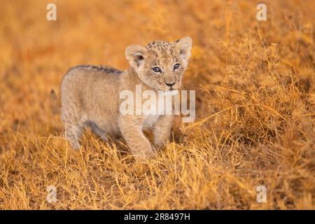 Das neugierige kleine Junges. Ol Pejeta Conservancy, Kenia: BEZAUBERNDE Bilder der süßesten Löwenjungen? Erster Ausflug in die Wildnis, unter den wachsamen Augen o Stockfoto