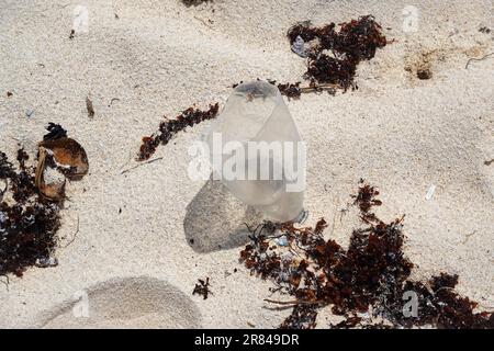 Plastikabfall, Strand von Mauritius Stockfoto