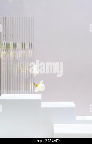 Weißer Sockel mit Blockdesign zeigt grauen Hintergrund mit modernem Transparentstreifen, Glas und Blume mit Sonnenlicht Stockfoto