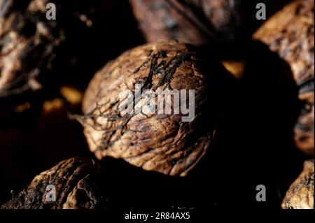 Das Sonnenlicht hebt eine trocknende Walnuss hervor, sie hat immer noch Bruchstücke des umgebenden Fleisches auf ihrer Schale. Stockfoto