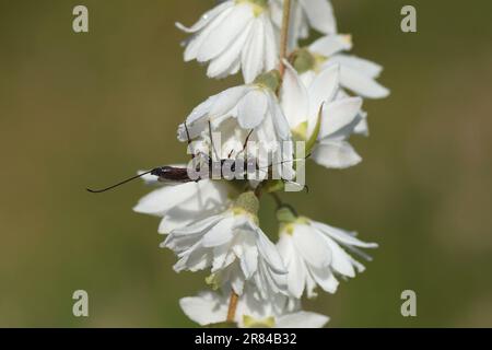 Nahaufnahme weiblicher parasitärer Wespen-Xoride. Unterfamilie Xoridinae, Familie Ichneumon-Wespen oder Ichneumonide (Ichneumonidae). Weiße Blüten des Strauchs Deutzia Stockfoto