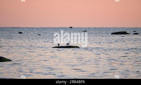 Goosander sitzt auf einem Stein und liegt bei Sonnenuntergang in der Ostsee mit Pastellfarben am Horizont. Romantische Abendszene auf der Insel Poel Overloo Stockfoto