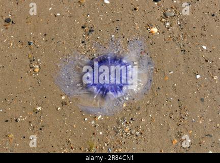 Blaue Quallen am Strand in Anglesey, Wales, Großbritannien Stockfoto