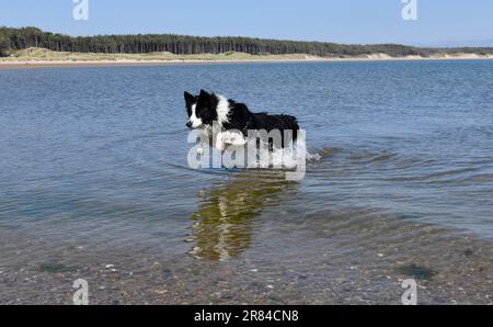 Border Collie Dog kühlt sich im Meer in Anglesey, Wales, Großbritannien ab Stockfoto