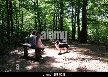 Frau und Kind erstrahlen mit Border Collie Dog in Woodland Glade, England, großbritannien. Friedliche Wälder Großbritannien, das Sonnenlicht scheint hindurch Stockfoto