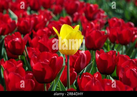 Eine einzelne leuchtende gelbe Tulpe in einem Feld roter Tulpen. Stockfoto