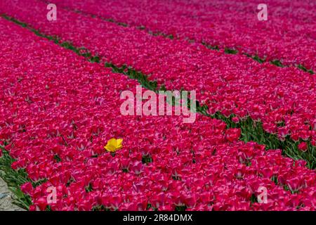 Eine einzelne leuchtende gelbe Tulpe in einem Feld aus rosa Tulpen. Stockfoto