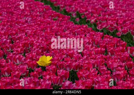 Eine einzelne leuchtende gelbe Tulpe in einem Feld aus rosa Tulpen. Stockfoto