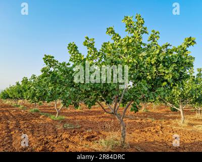 Pistazienbaumplantage im Frühling, Pistazienfarm Stockfoto