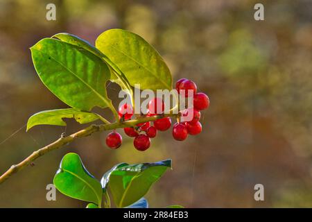 Ein lebhafter Zweig mit üppig grünen Blättern und einer Gruppe leuchtend roter Beeren aus Kleinblättriger Heiligkeit Stockfoto