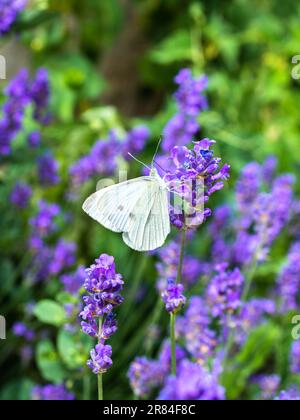 Weißer Schmetterling im Lavendelbusch - Frankreich. Stockfoto
