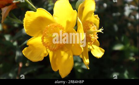 Blüten von Hypericum perforatum, bekannt als St. Johanniskraut Stockfoto