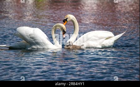 Höckerschwan Stockfoto