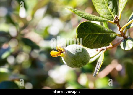 Reife Feijoa-Früchte auf einem Baum lat. ACCA sellowiana. Frische Feijoa, fast bereit zur Ernte. Stockfoto