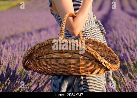 Die Kamera zoomt auf die Hand einer Frau, die anmutig einen Korb mit leuchtenden violetten Blumen in der Hand hält, und ihre Anwesenheit verleiht dem malerischen Lavendelfeld Charme. Stockfoto