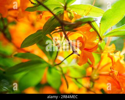 Flammen Azaleen Blüten, goldorange Rhododendron Blüten, Nahaufnahme Stockfoto