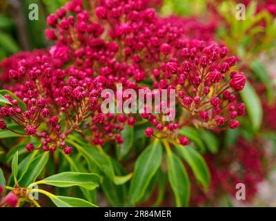 Berglaurel, Kalmia latifolia oder Löffelholz, Kalico-Busch, blühende Pflanze, Nahaufnahme Stockfoto