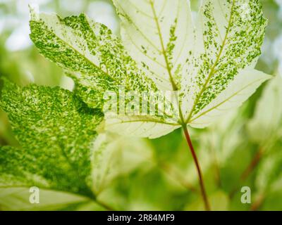 Ahornblätter aus Pseudoplatanus, Nahaufnahme, selektiver Fokus von acer-Blättern Stockfoto