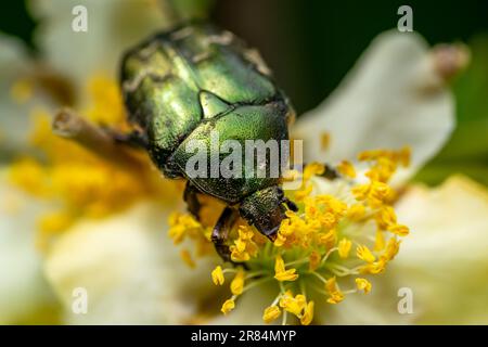 Rosenscheuerschutz (Cetonia aurata) auf einer Blume Stockfoto