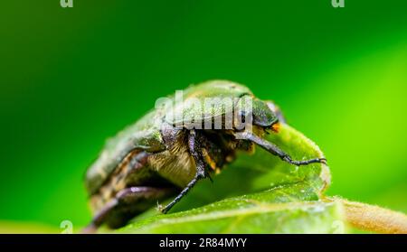 Makroaufnahme einer Fliege Cetonia aurata Stockfoto