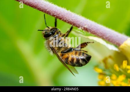 Makro schoss Biene auf eine Blume Stockfoto