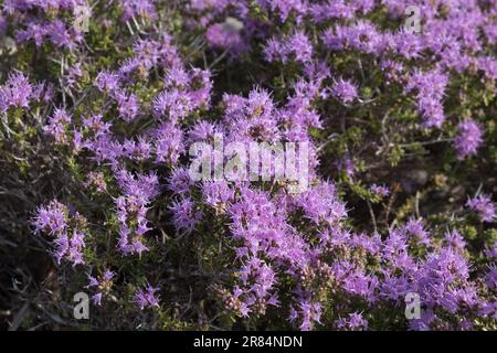 Ein Strauch mit leuchtend lila Thymbra Kapitataflowers in voller Blüte, in einer sonnigen Umgebung im Freien Stockfoto