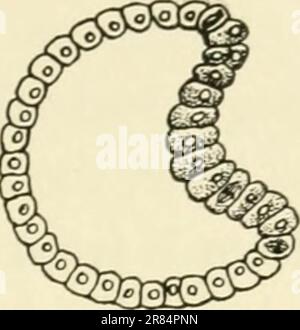 „Biologieelemente, unter besonderer Berücksichtigung ihrer rôle im Leben von Tieren“ (1933) Stockfoto