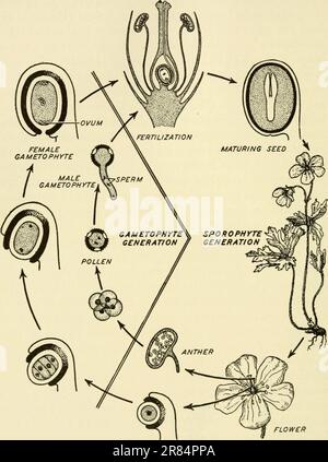 „Biologieelemente, unter besonderer Berücksichtigung ihrer rôle im Leben von Tieren“ (1933) Stockfoto