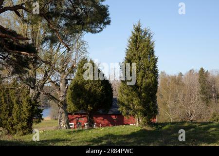 Bäume, gewöhnliche Junioren auf dieser Seite, ein rotes Gebäude. Alte Eichen auf dem Hügel. Stockfoto