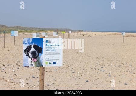 Hund am Bleischild der Kolonie Winterton Norfolk in Little Tern (Sterna albifrons), Juni 2023 Stockfoto