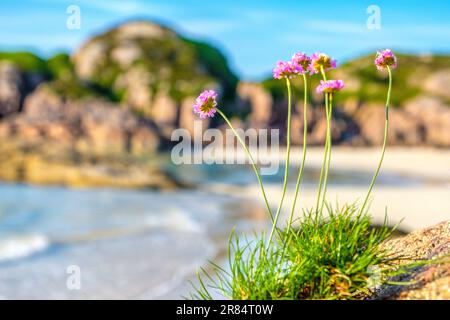 Wunderschöner einsamer Strand auf der Isle of Mull, Schottland, Großbritannien Stockfoto