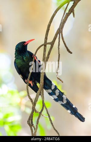 Grüner Hufeisen (Phoeniculus purpureus) in einem Baum mit Hintergrundbeleuchtung, Kruger-Nationalpark, Südafrika. Stockfoto