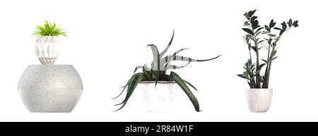 Dekorative Blumen und Pflanzen für den Innenraum, isoliert auf weißem Hintergrund, 3D-Darstellung, cg-Rendering Stockfoto