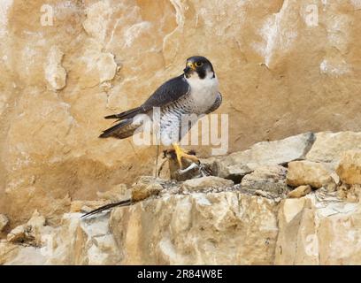 Ein Peregrine Falcon auf einer Steinbruchklippe in den Cotswold Hills UK Stockfoto