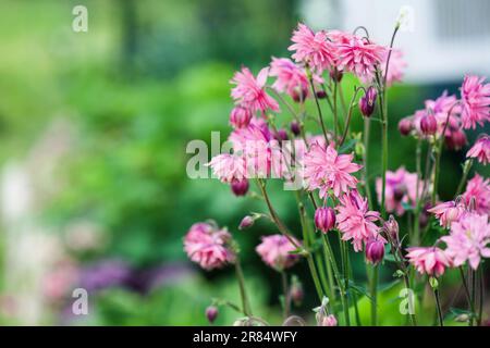 Abstract der herrlichen Blüten von Aquilegia vulgaris „Clementine Salmon-Rose“ im Blumengarten. Selektiver Fokus mit verschwommenem Vorder- und Hintergrund. Stockfoto