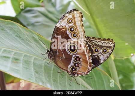 Peleide blaue Morpho-Schmetterlinge bei Paarung, Unterseite, Morpho peleides, Nymphalidae Stockfoto