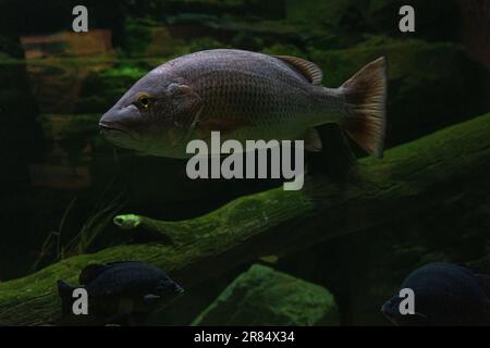 Mangroven Jack, Lutjanus argentimaculatus, Creek Red Bream, Hundebrasse, Mangroven Red Snapper, Purple Sea Perch, Red Bass Stockfoto