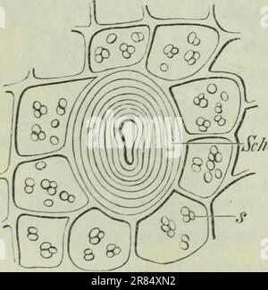 "Elemente der wissenschaftlichen Botanik" (1906) Stockfoto