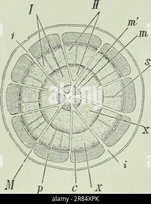 "Elemente der wissenschaftlichen Botanik" (1906) Stockfoto